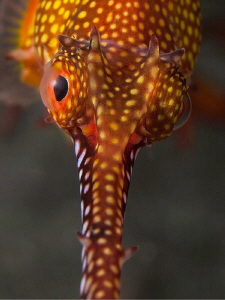 weedy sea dragon by Doug Anderson 